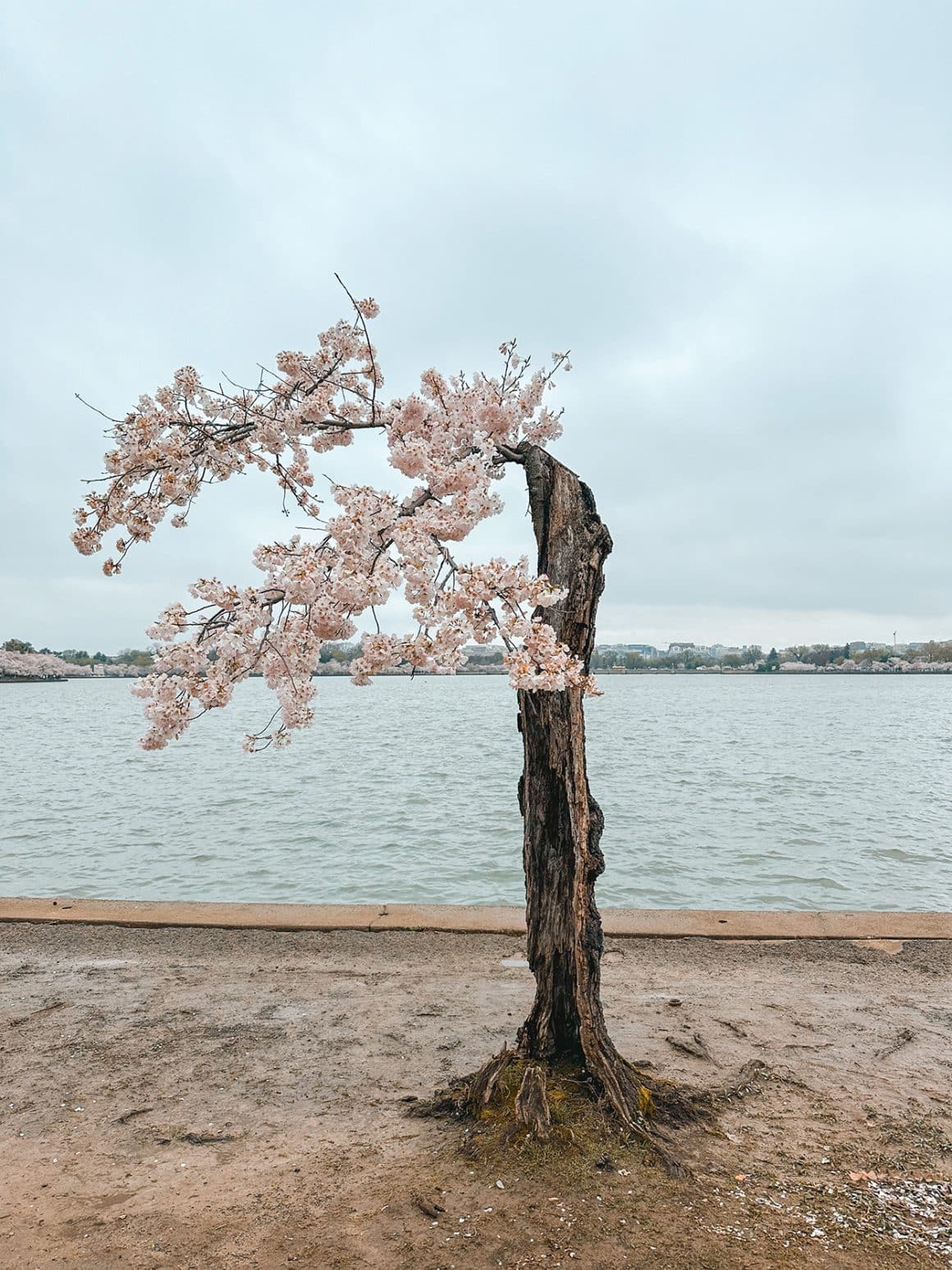 Stumpy the Cherry Blossom Tree at the Tidal Basin in Washington DC