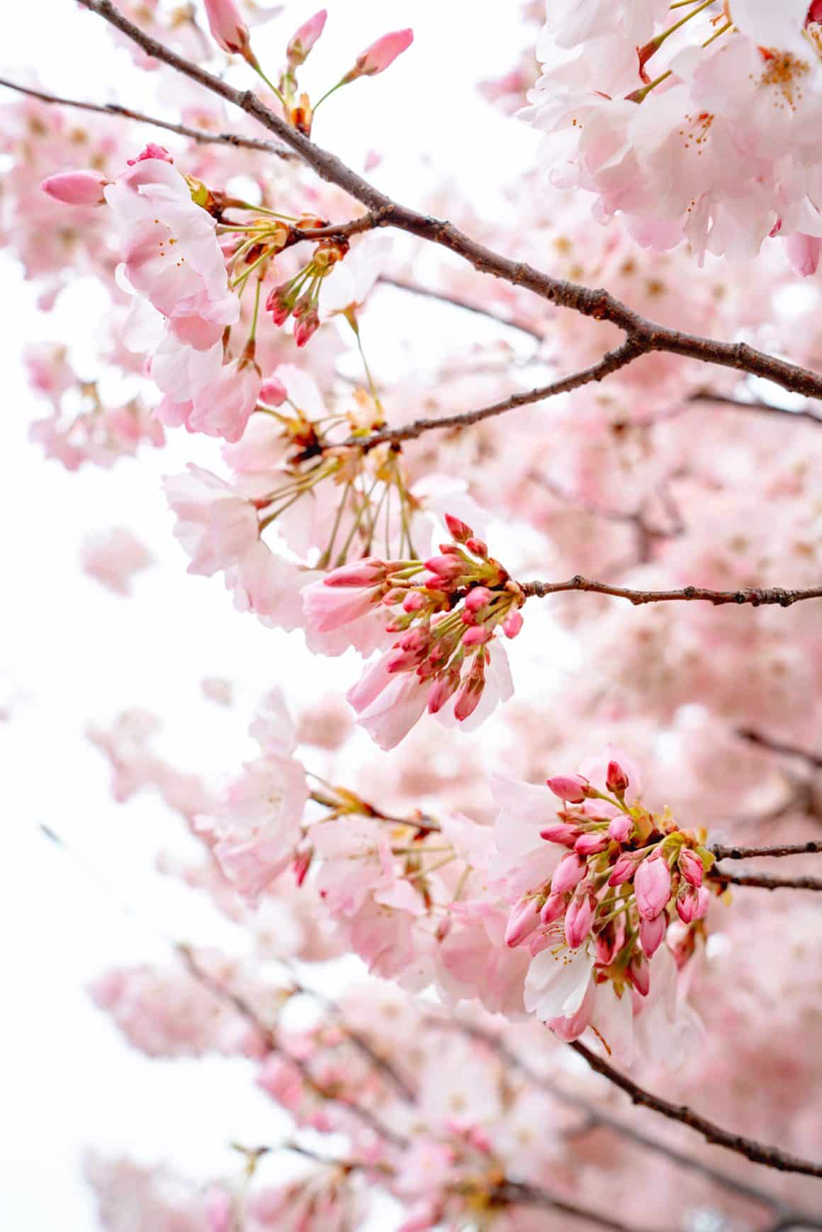 Washington DC Cherry Blossom Peak Bloom