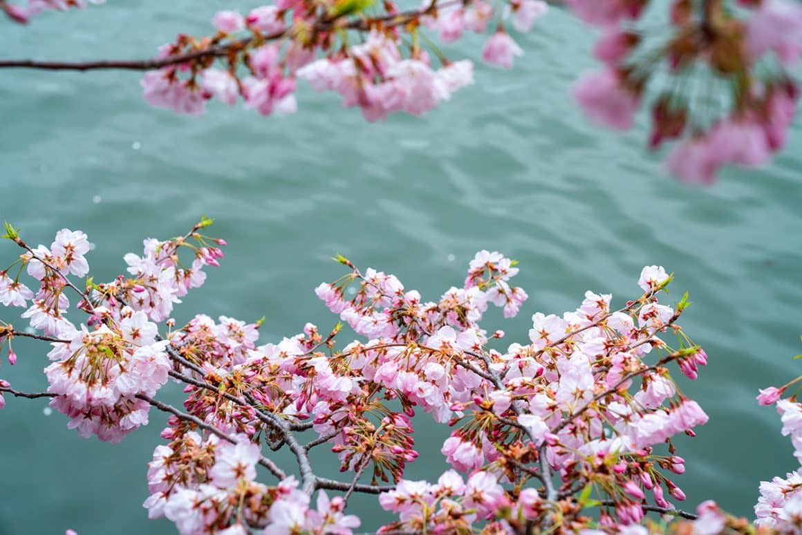 Washington DC Cherry Blossom Peak Bloom- photo credit Keryn Means Twist Travel Magazine
