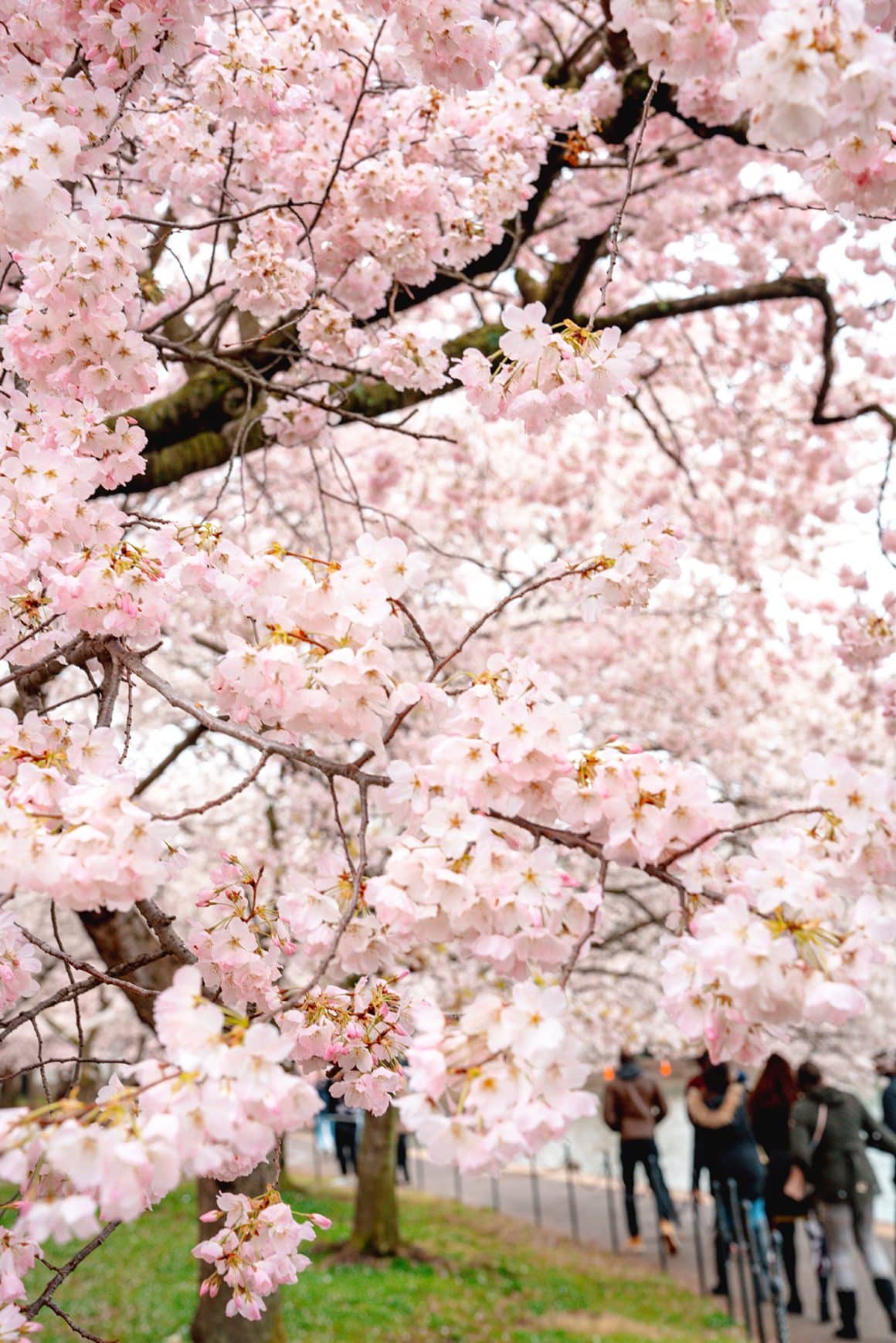 Cherry Blossom Peak Bloom in Washington DC - photos by Keryn Means of Twist Travel Magazine