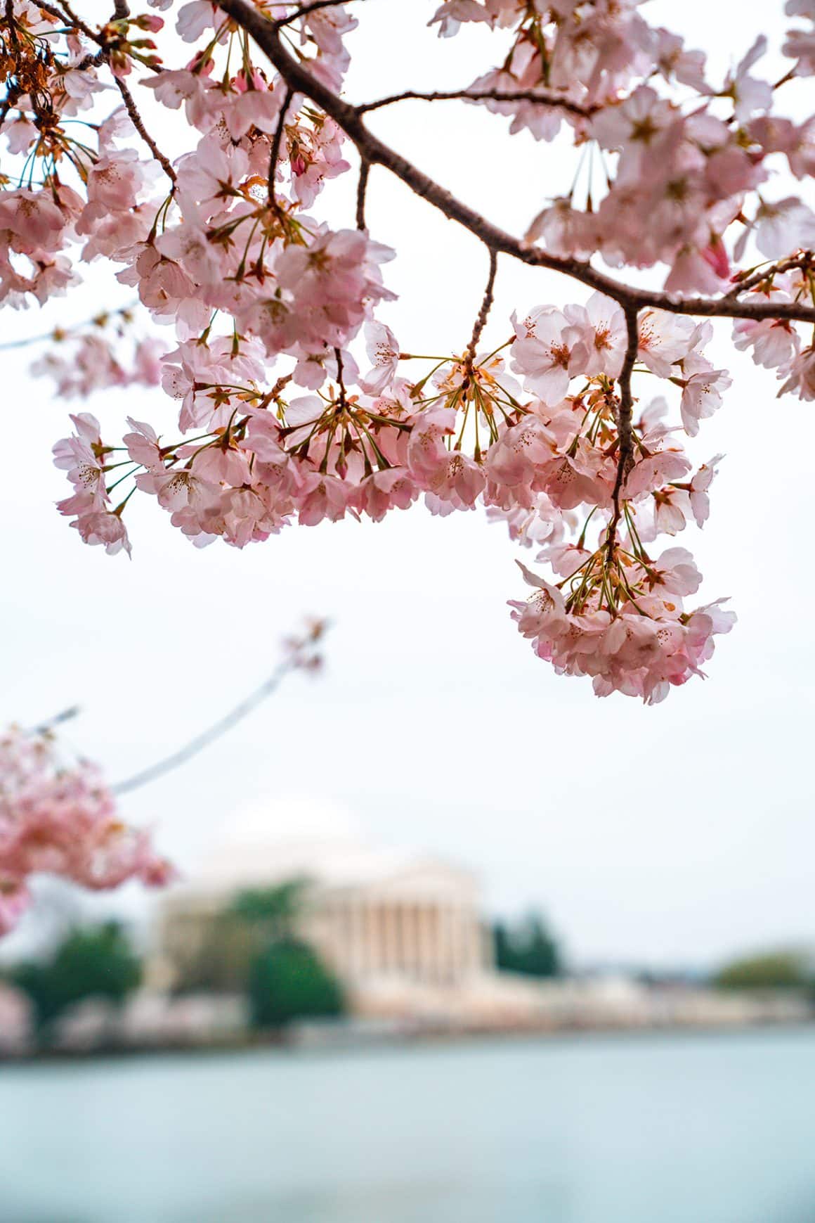 View of the Jefferson memorial through cherry blossoms in peak bloom- photo credit Keryn Means Twist Travel Magazine