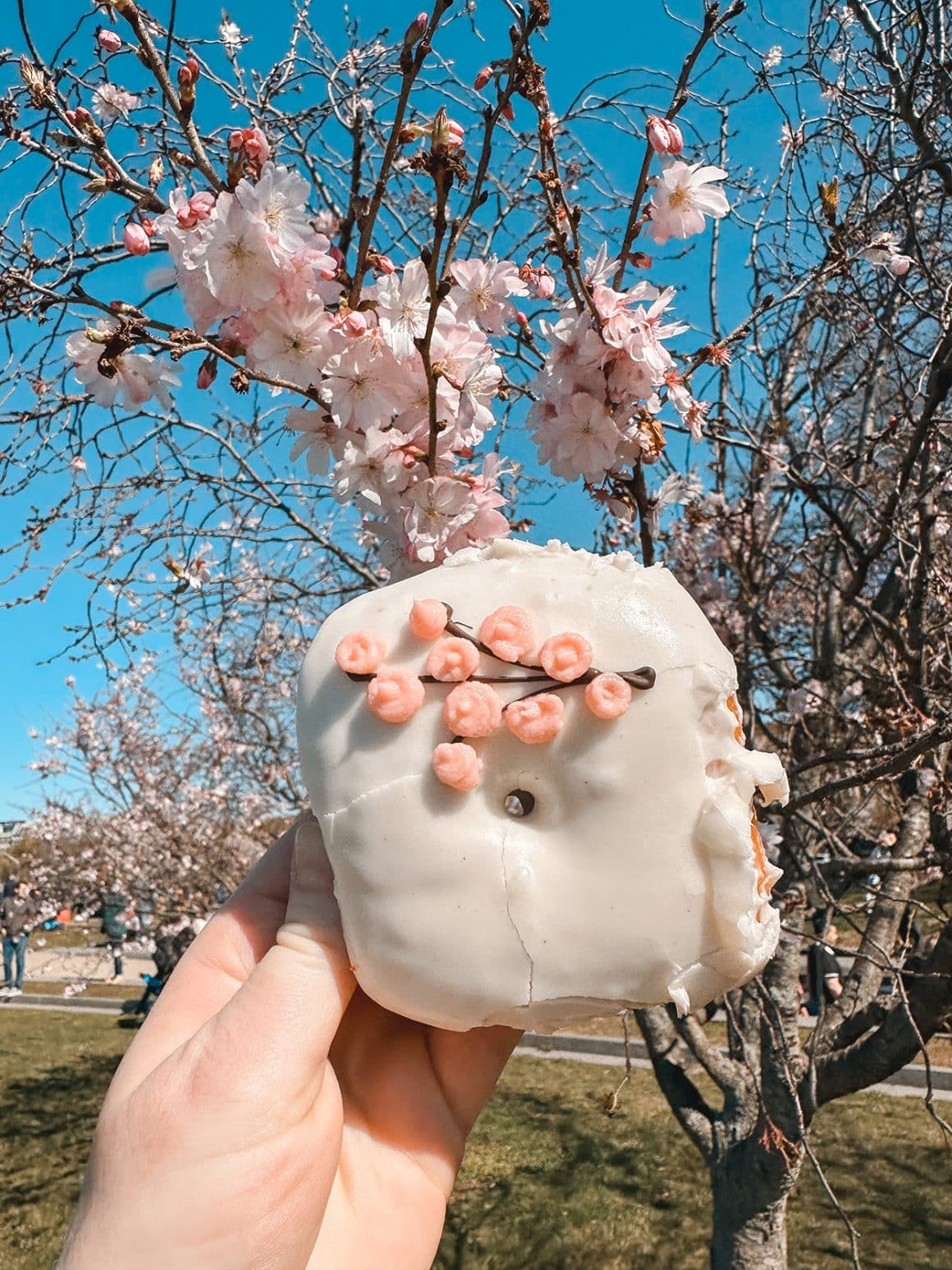 Cherry blossom donuts from Astro Chicken and Donuts in D.C. - photo credit Keryn Means Twist Travel Magazine